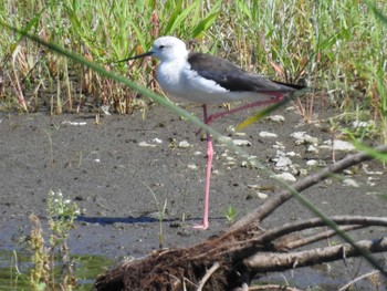 セイタカシギ 東京港野鳥公園 2021年7月17日(土)