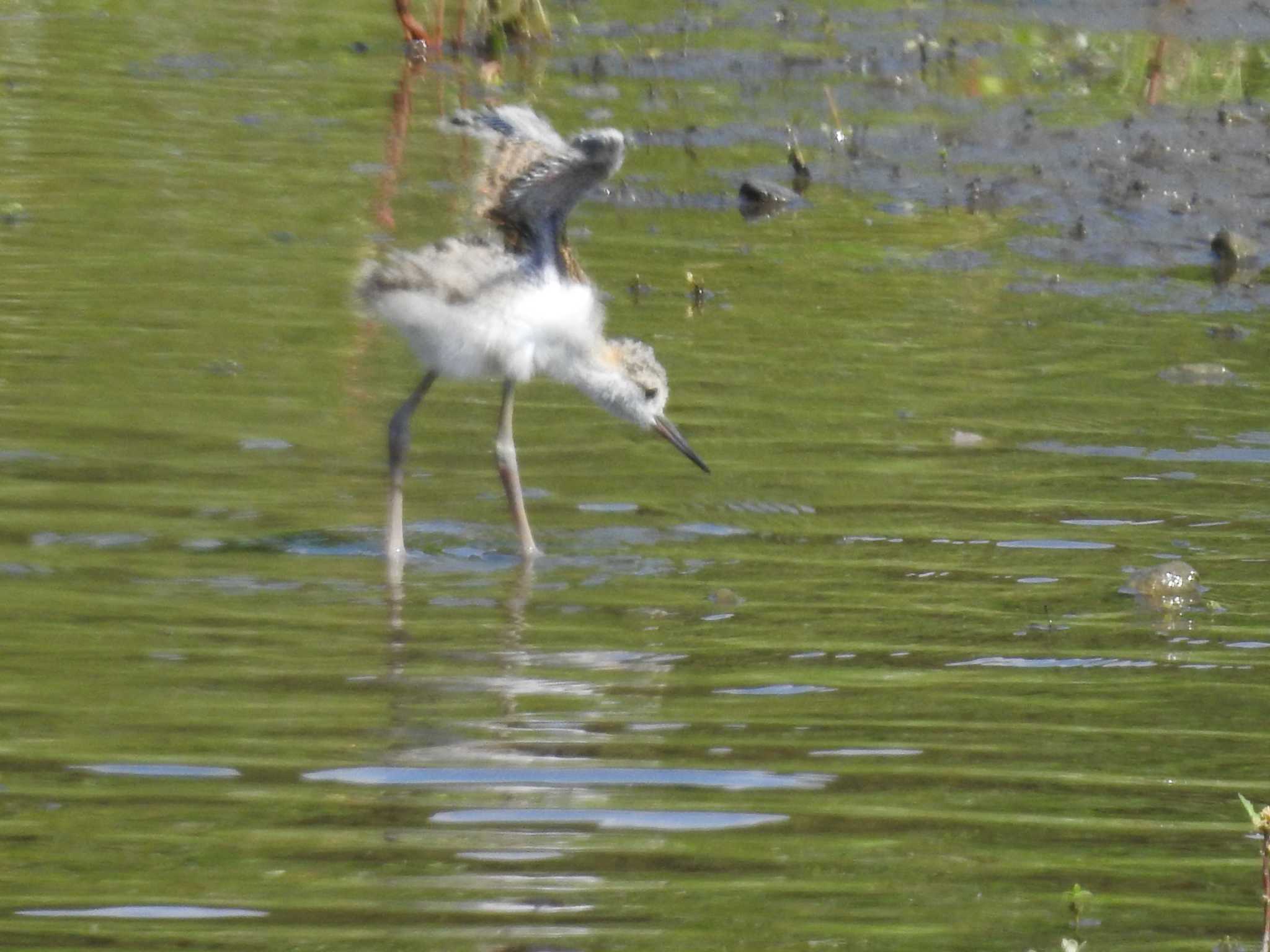 Black-winged Stilt