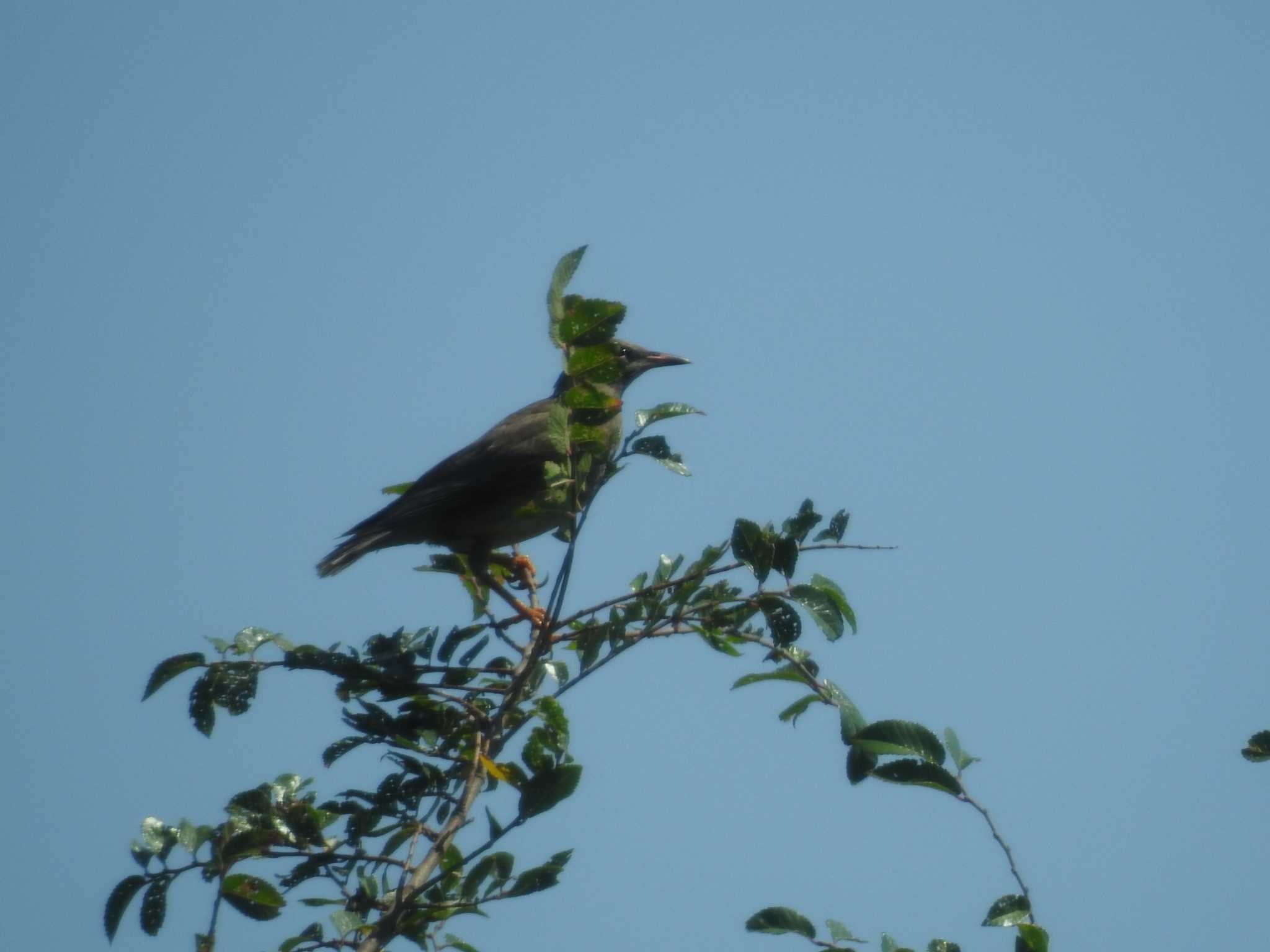 White-cheeked Starling