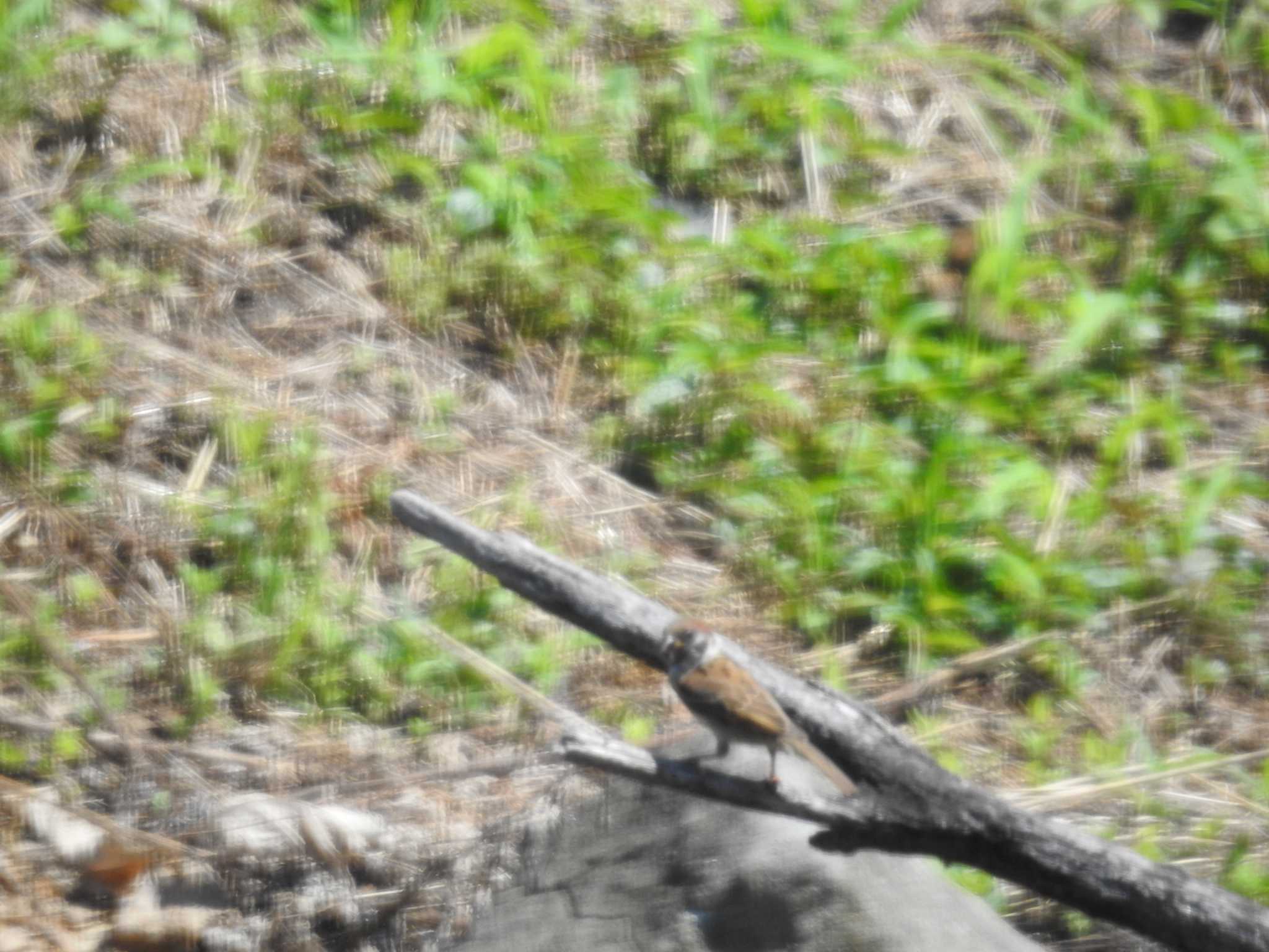 Eurasian Tree Sparrow