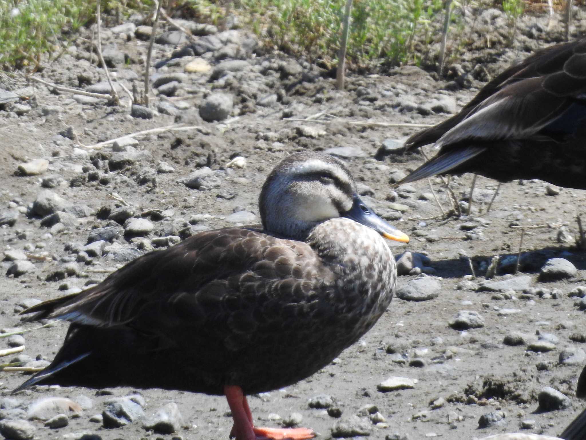 Eastern Spot-billed Duck