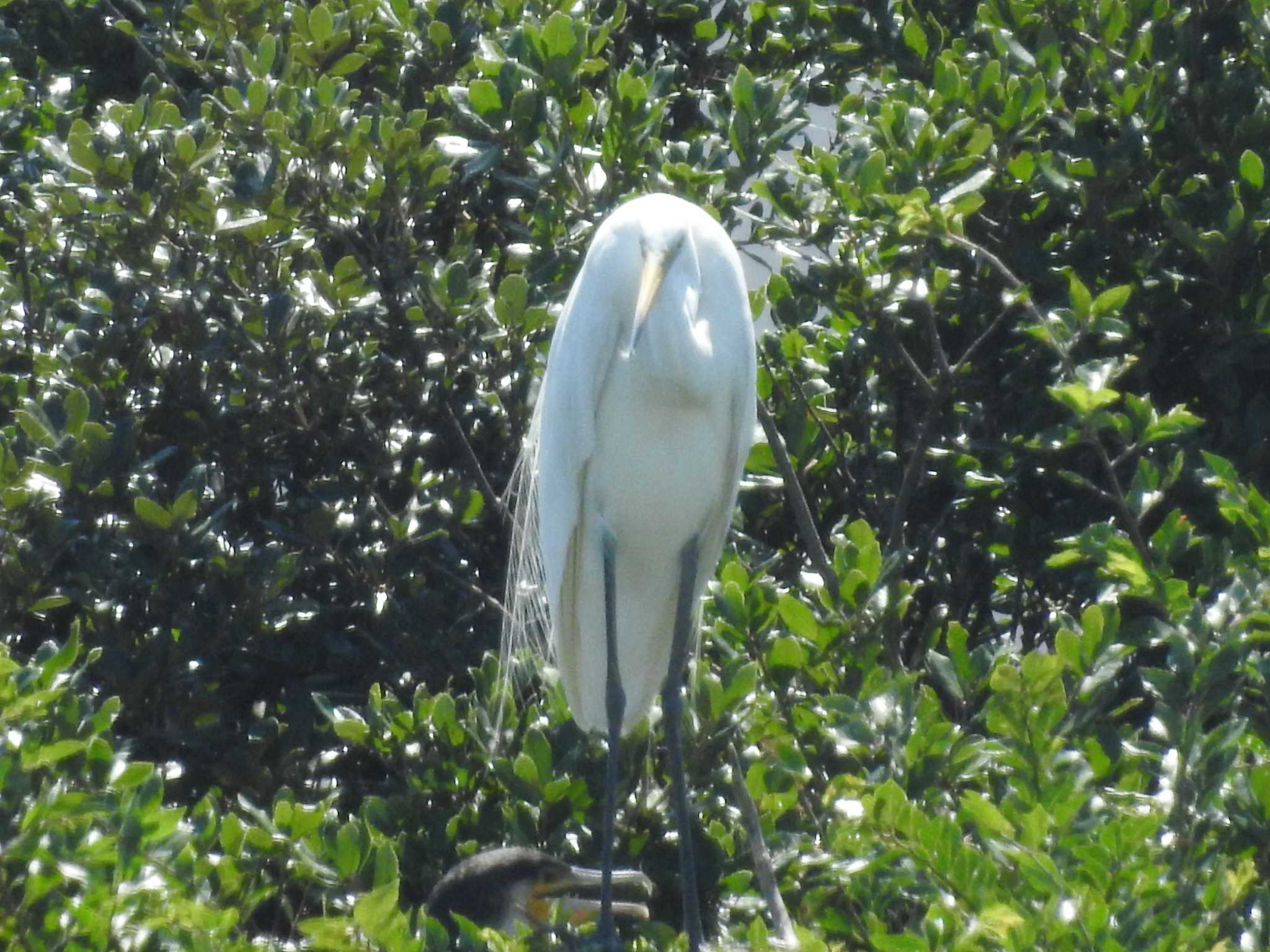 Great Egret