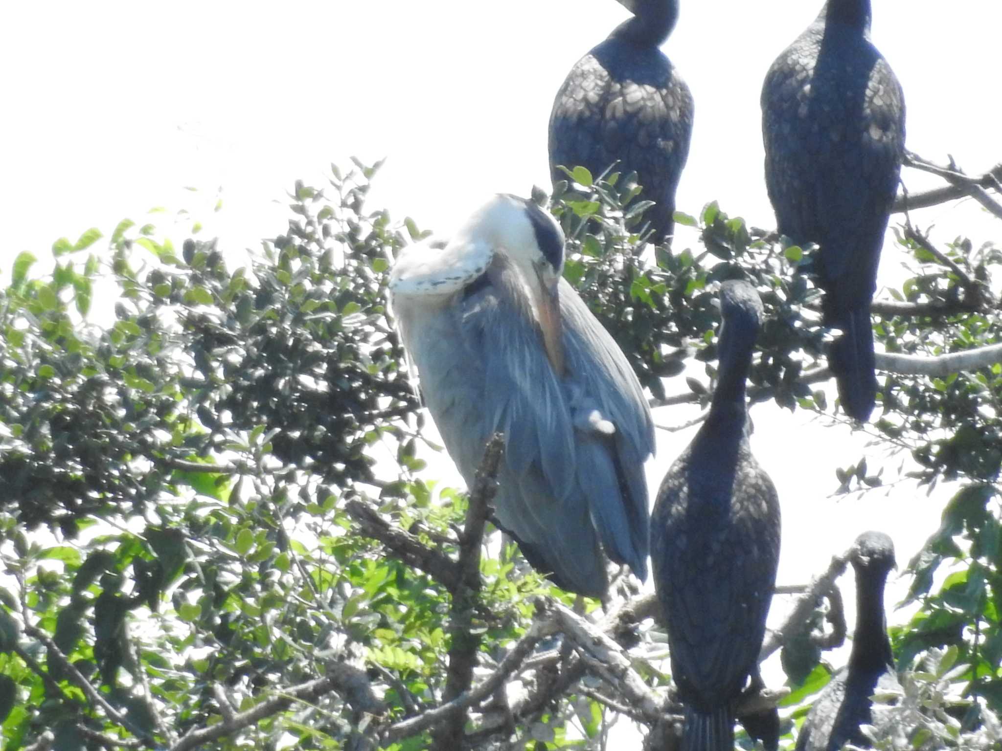 Grey Heron