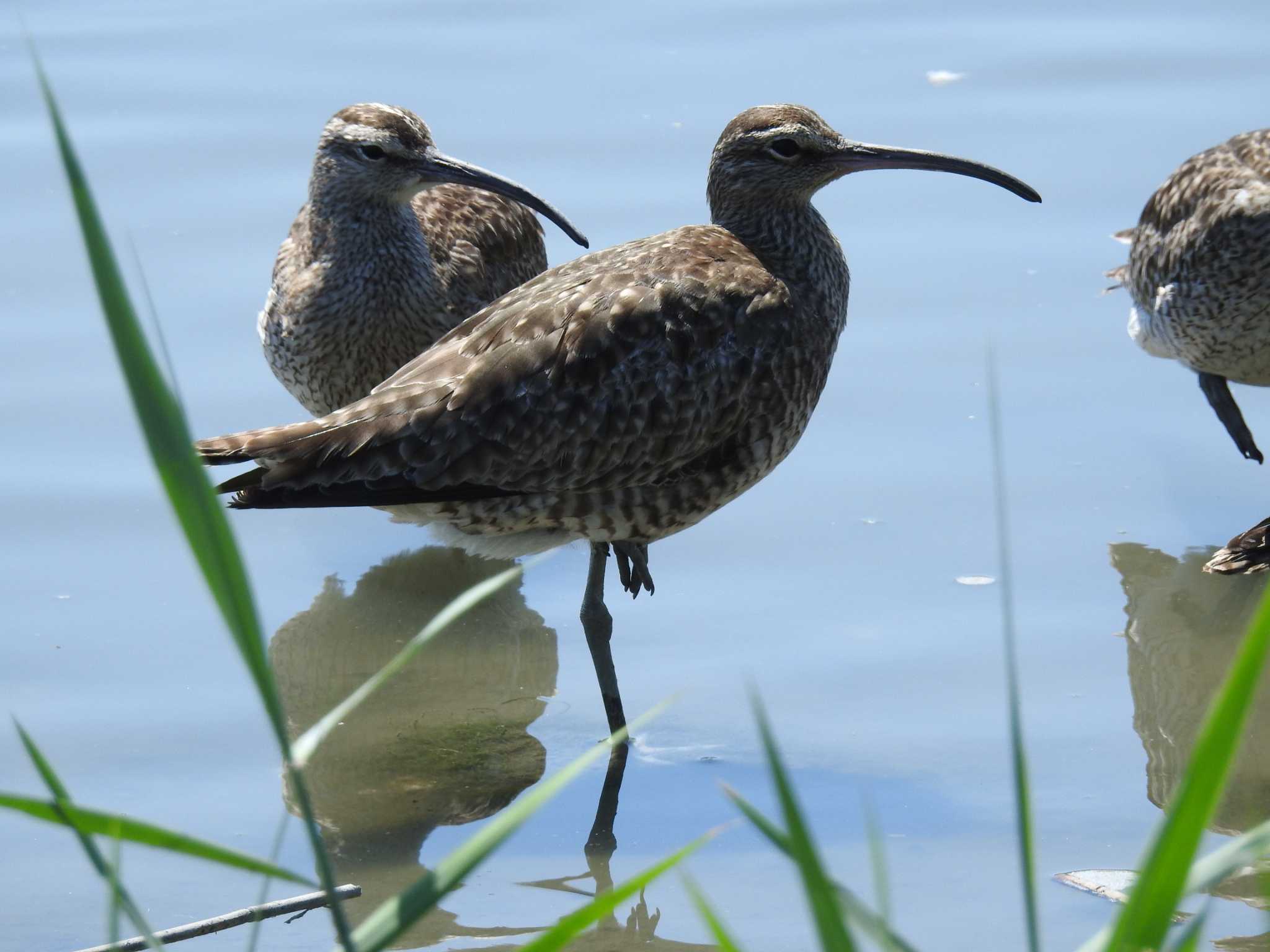 Eurasian Whimbrel