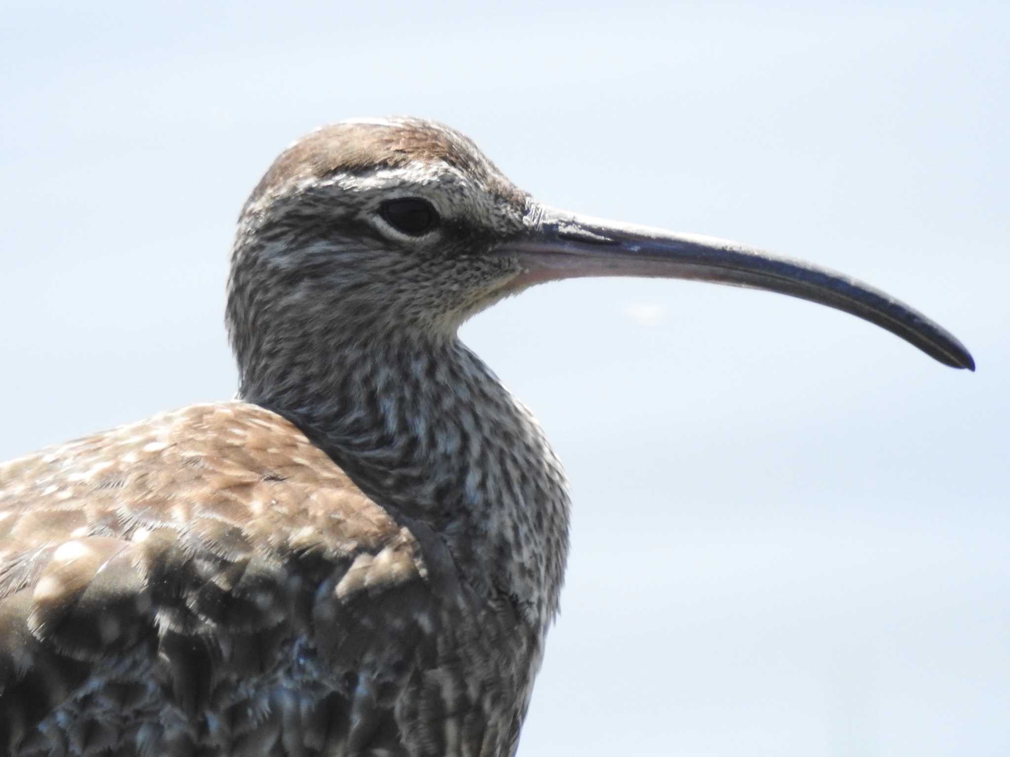 Eurasian Whimbrel