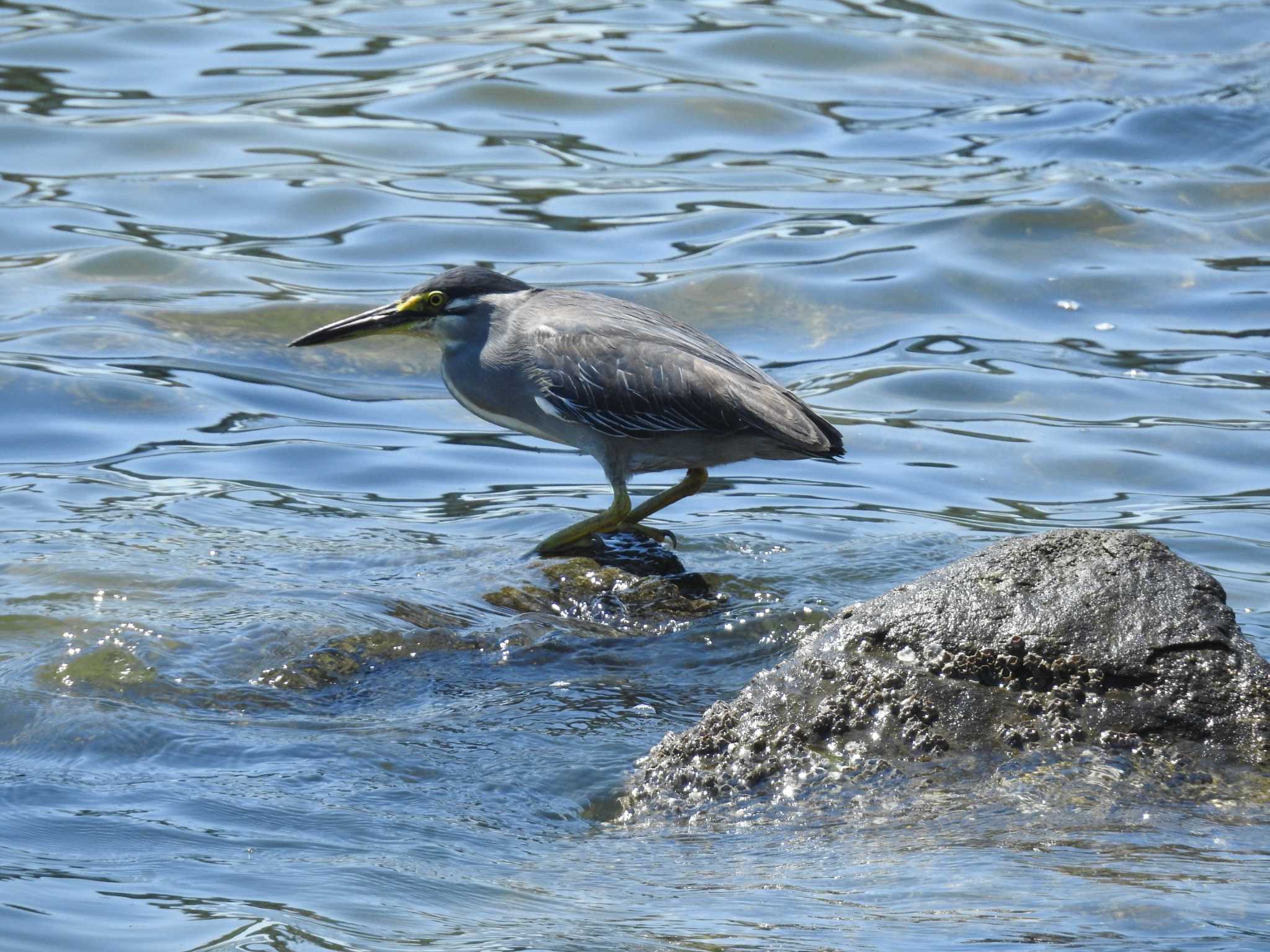 Striated Heron