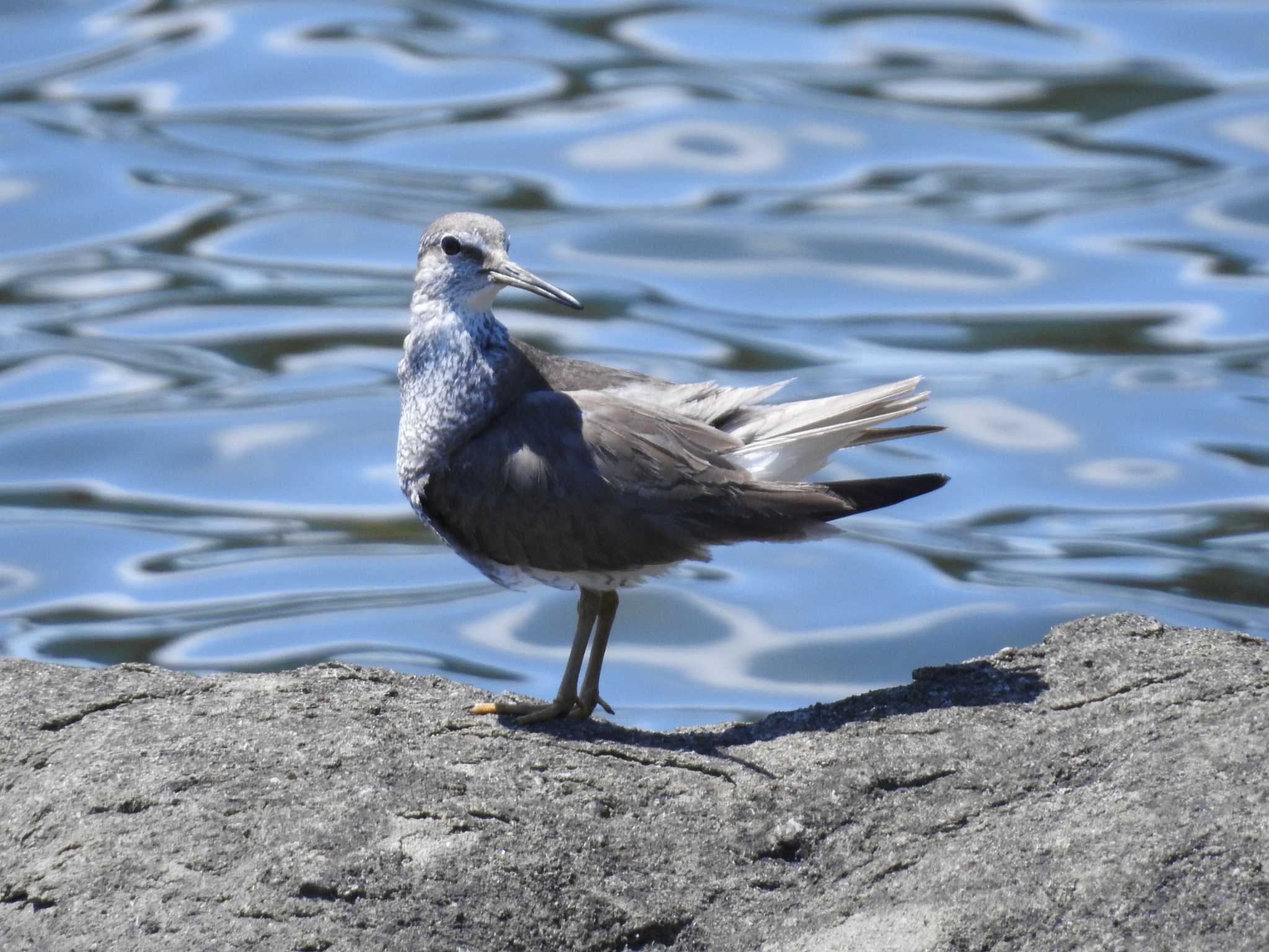 Common Sandpiper