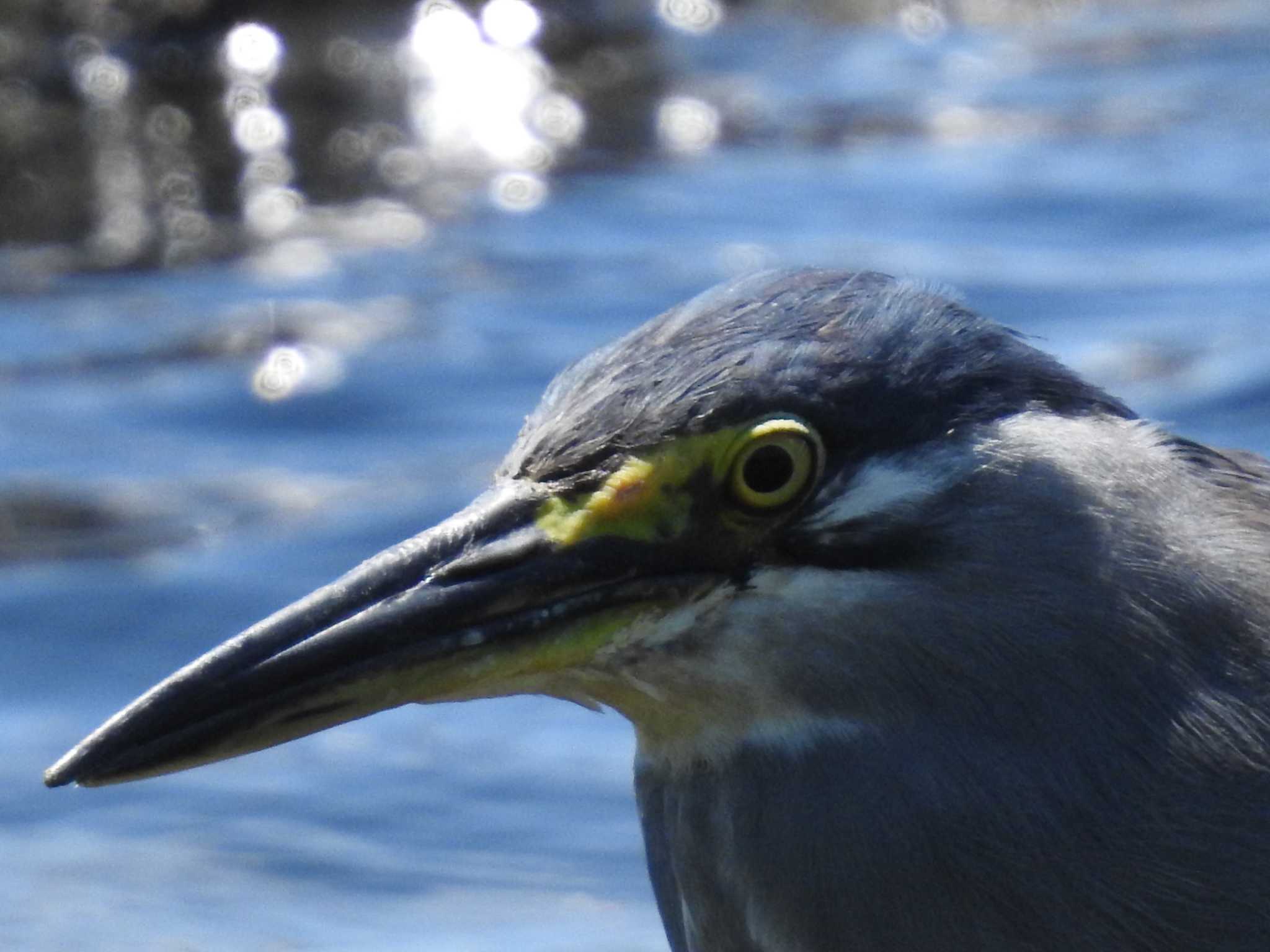 Striated Heron