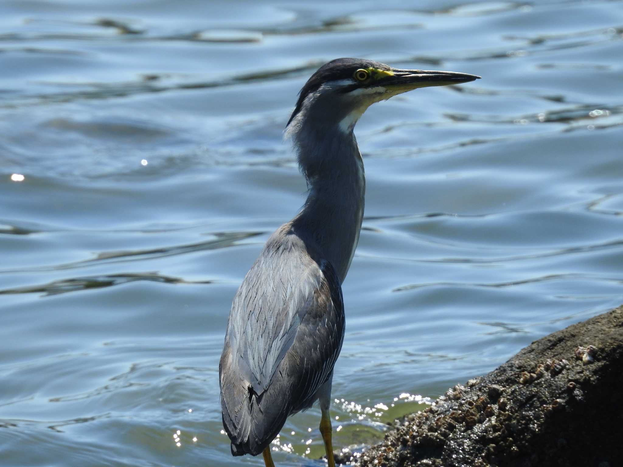 Striated Heron