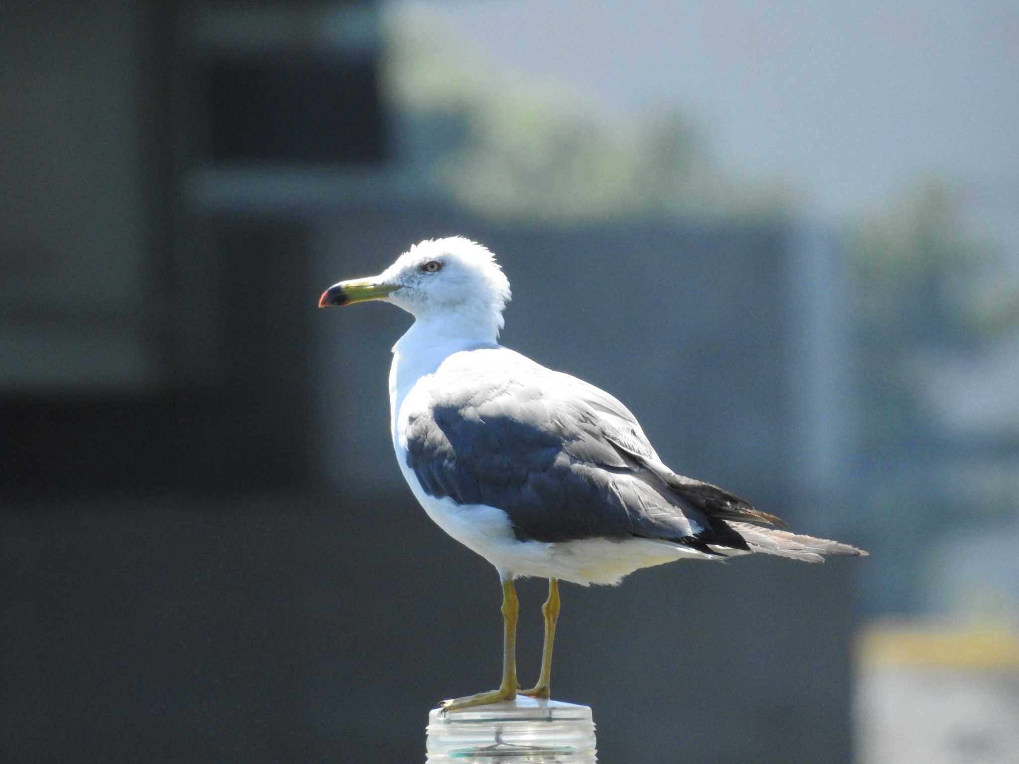 Black-tailed Gull