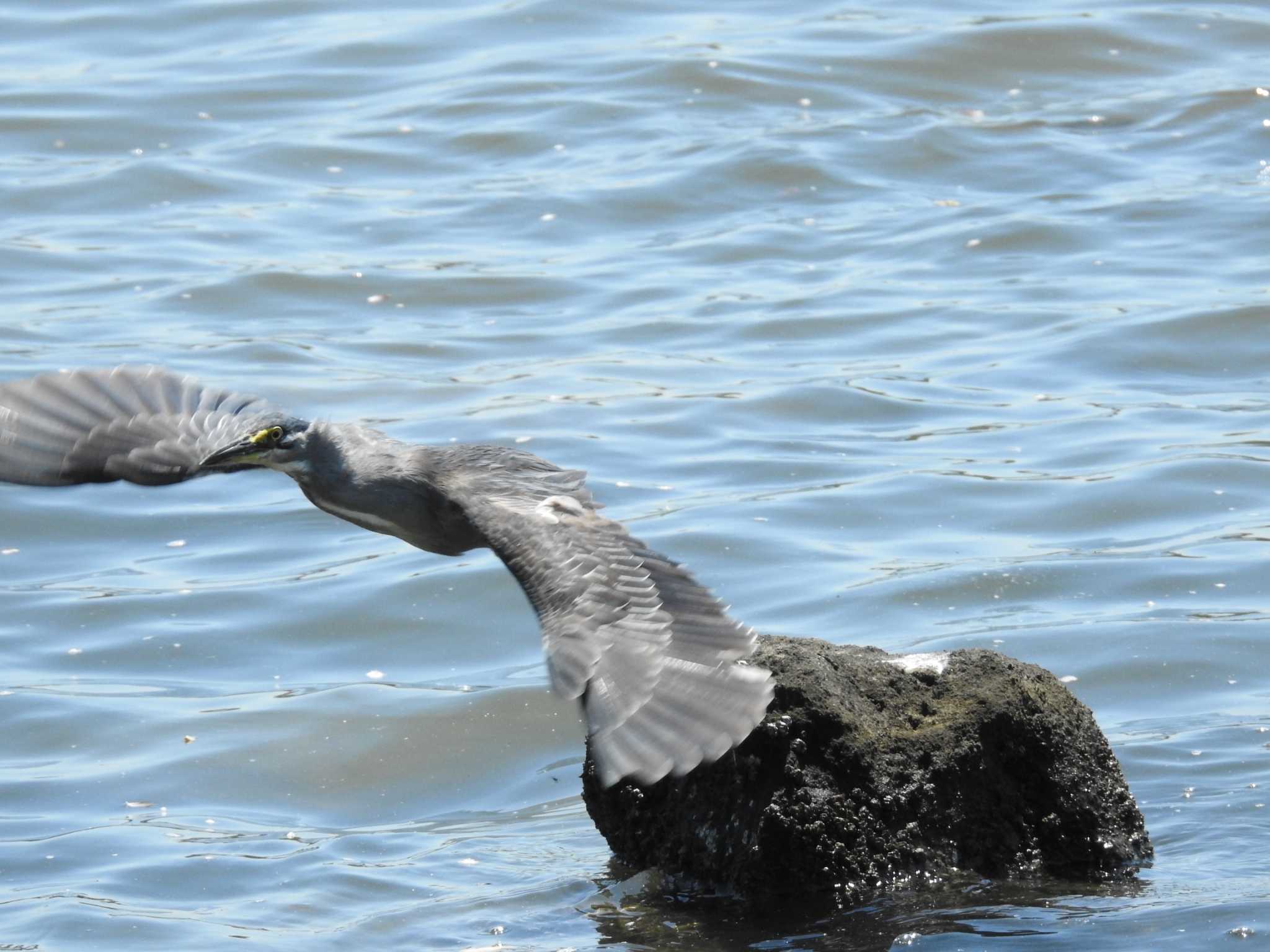 Striated Heron