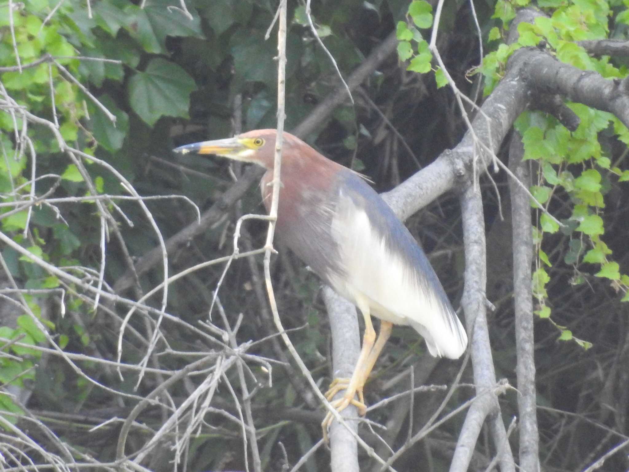 Chinese Pond Heron