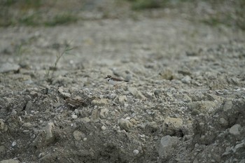 2021年7月17日(土) 潟ノ内(島根県松江市)の野鳥観察記録