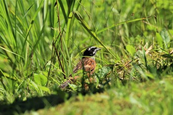 Meadow Bunting Hayatogawa Forest Road Sat, 7/17/2021