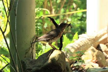 2021年7月17日(土) 早戸川林道の野鳥観察記録