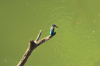 Common Kingfisher Hayatogawa Forest Road Sat, 7/17/2021