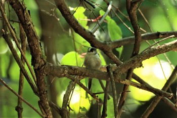 Long-tailed Tit Hayatogawa Forest Road Sat, 7/17/2021