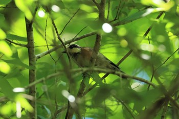 Varied Tit Hayatogawa Forest Road Sat, 7/17/2021