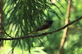 Black Paradise Flycatcher Hayatogawa Forest Road Sat, 7/17/2021