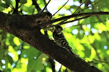 Japanese Pygmy Woodpecker Hayatogawa Forest Road Sat, 7/17/2021