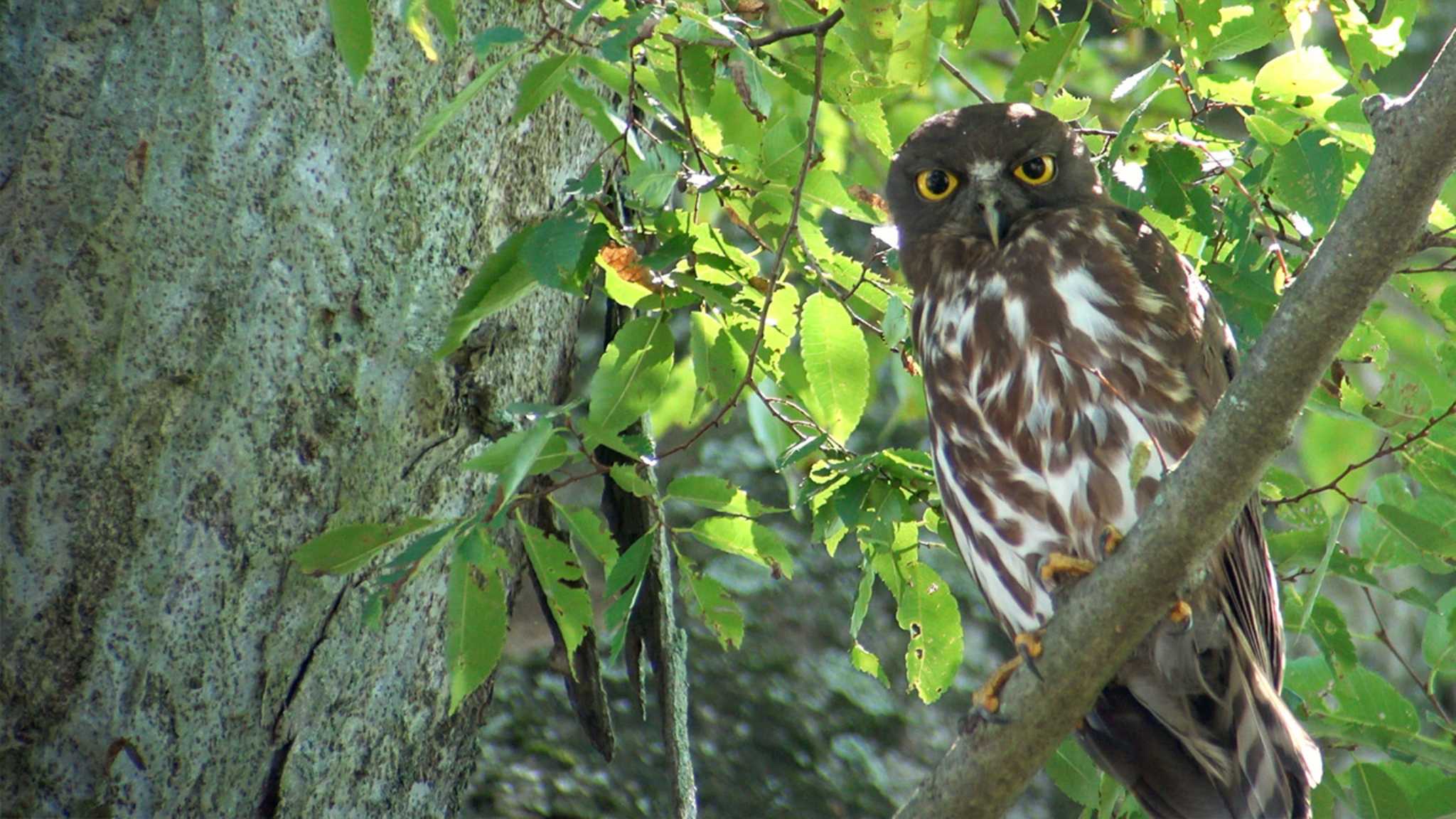  アオバズクの写真 by Birdlover.jp