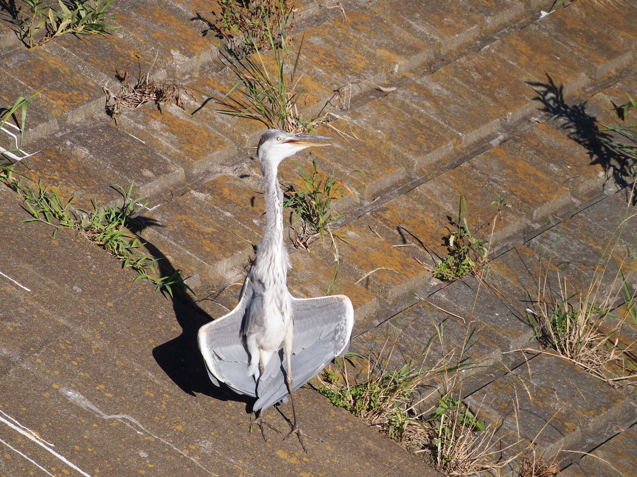 Photo of Grey Heron at 境川遊水地公園 by 塩昆布長