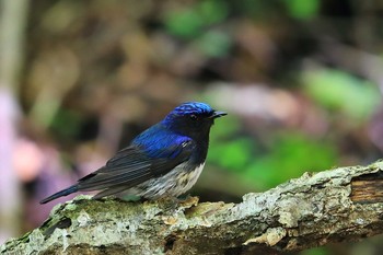 Blue-and-white Flycatcher Unknown Spots Sat, 7/17/2021