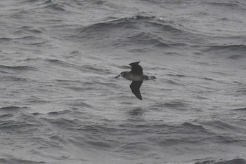 Black-footed Albatross 大洗-苫小牧航路 Sat, 5/22/2021