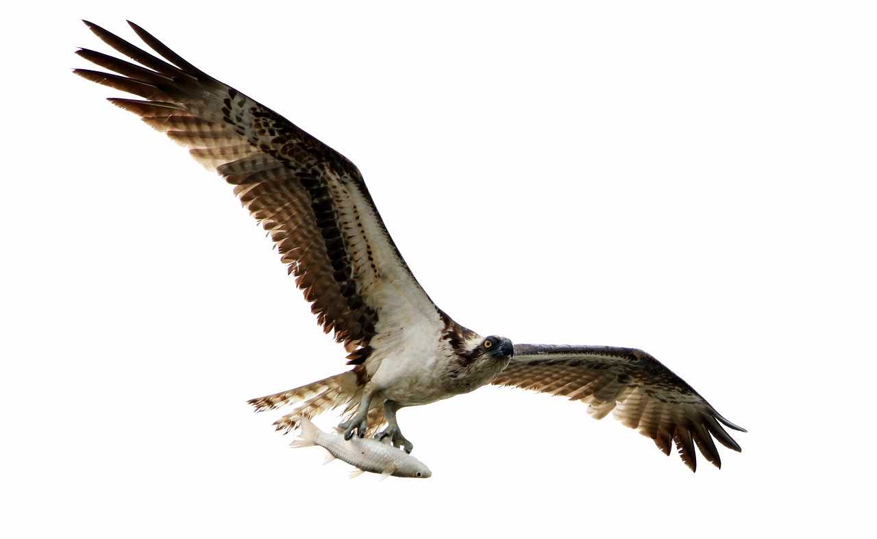 Photo of Osprey at 豊崎干潟 by とみやん