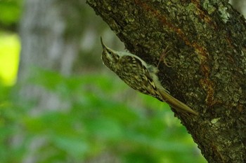 キタキバシリ 西岡公園(西岡水源地) 2021年7月17日(土)