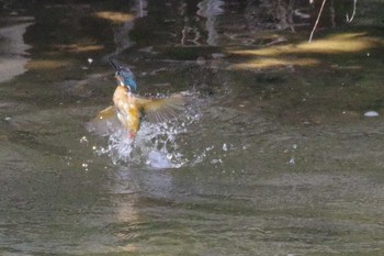 カワセミ 真駒内公園 2021年7月17日(土)