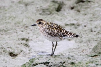 Pacific Golden Plover 豊崎干潟 Tue, 3/14/2017