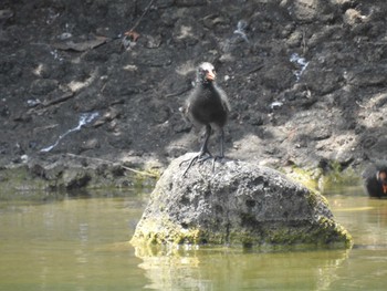 2021年7月17日(土) 都立浮間公園の野鳥観察記録