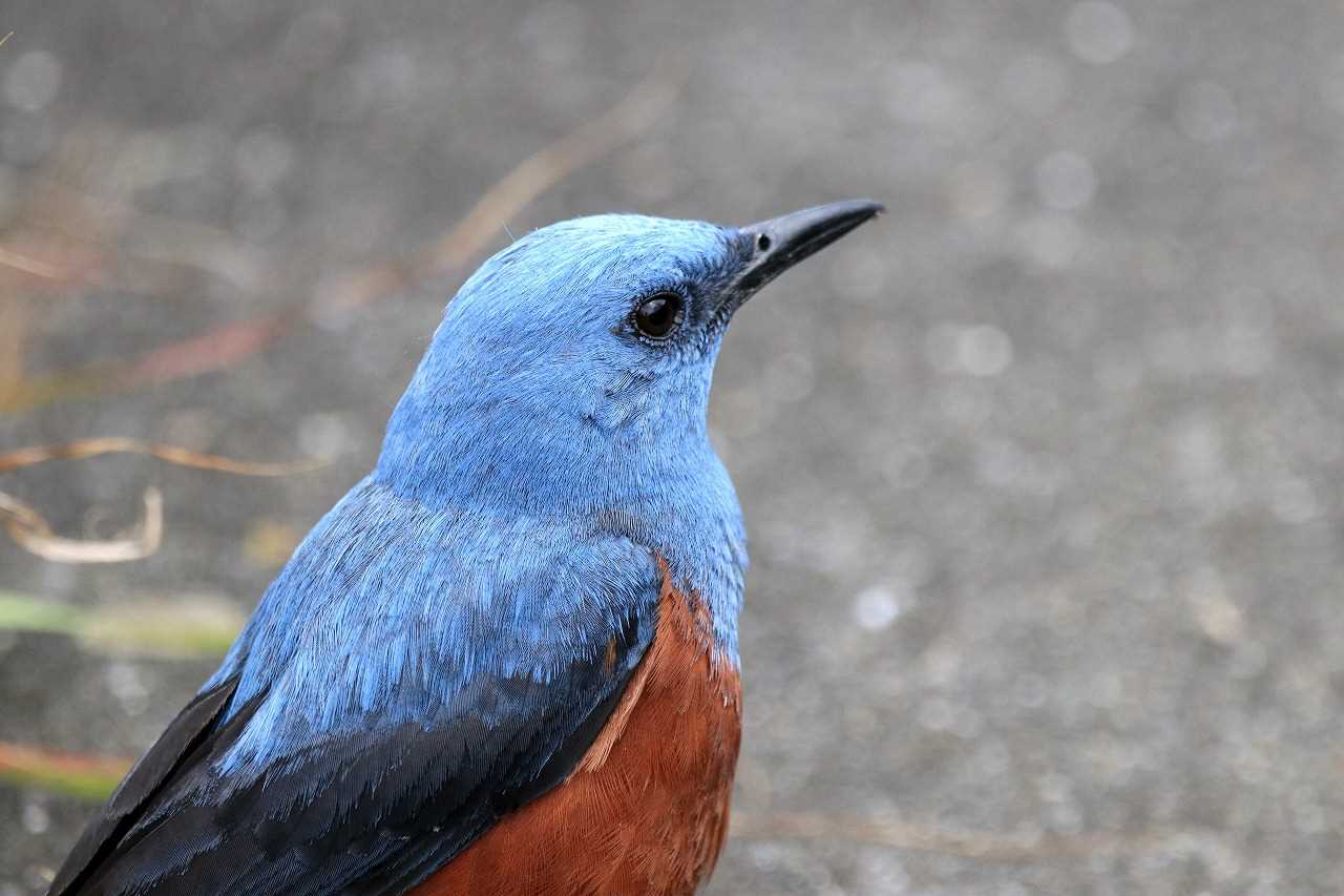 Photo of Blue Rock Thrush at 豊崎干潟 by とみやん