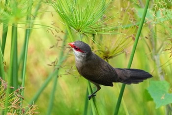 Common Waxbill Bishan - Ang Mo Kio Park Sat, 7/17/2021