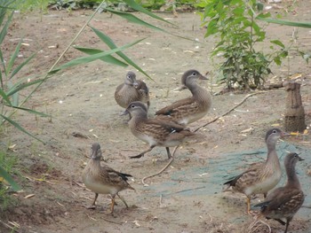 オシドリ 朝陽公園(北京) 2021年7月17日(土)