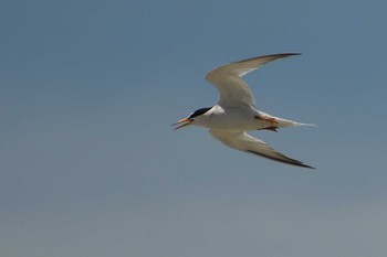 Little Tern Kisomisaki Reclaimed land Sat, 7/17/2021