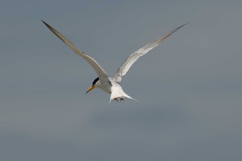 Little Tern Kisomisaki Reclaimed land Sat, 7/17/2021