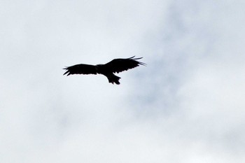 Black Kite Kisomisaki Reclaimed land Sat, 7/17/2021