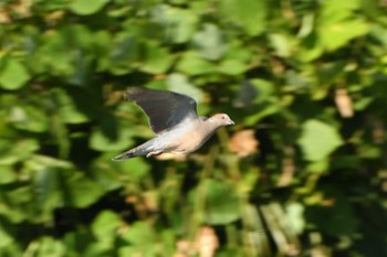 Oriental Turtle Dove Kisomisaki Reclaimed land Sat, 7/17/2021