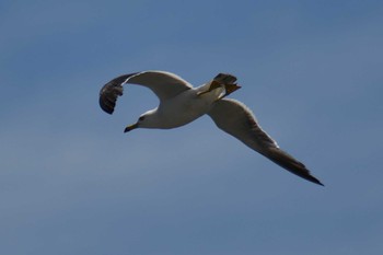 Black-tailed Gull Kisomisaki Reclaimed land Sat, 7/17/2021