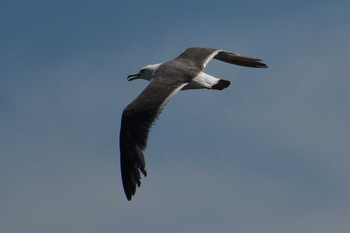 Black-tailed Gull Kisomisaki Reclaimed land Sat, 7/17/2021