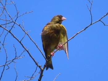 2021年7月16日(金) 青葉山公園の野鳥観察記録