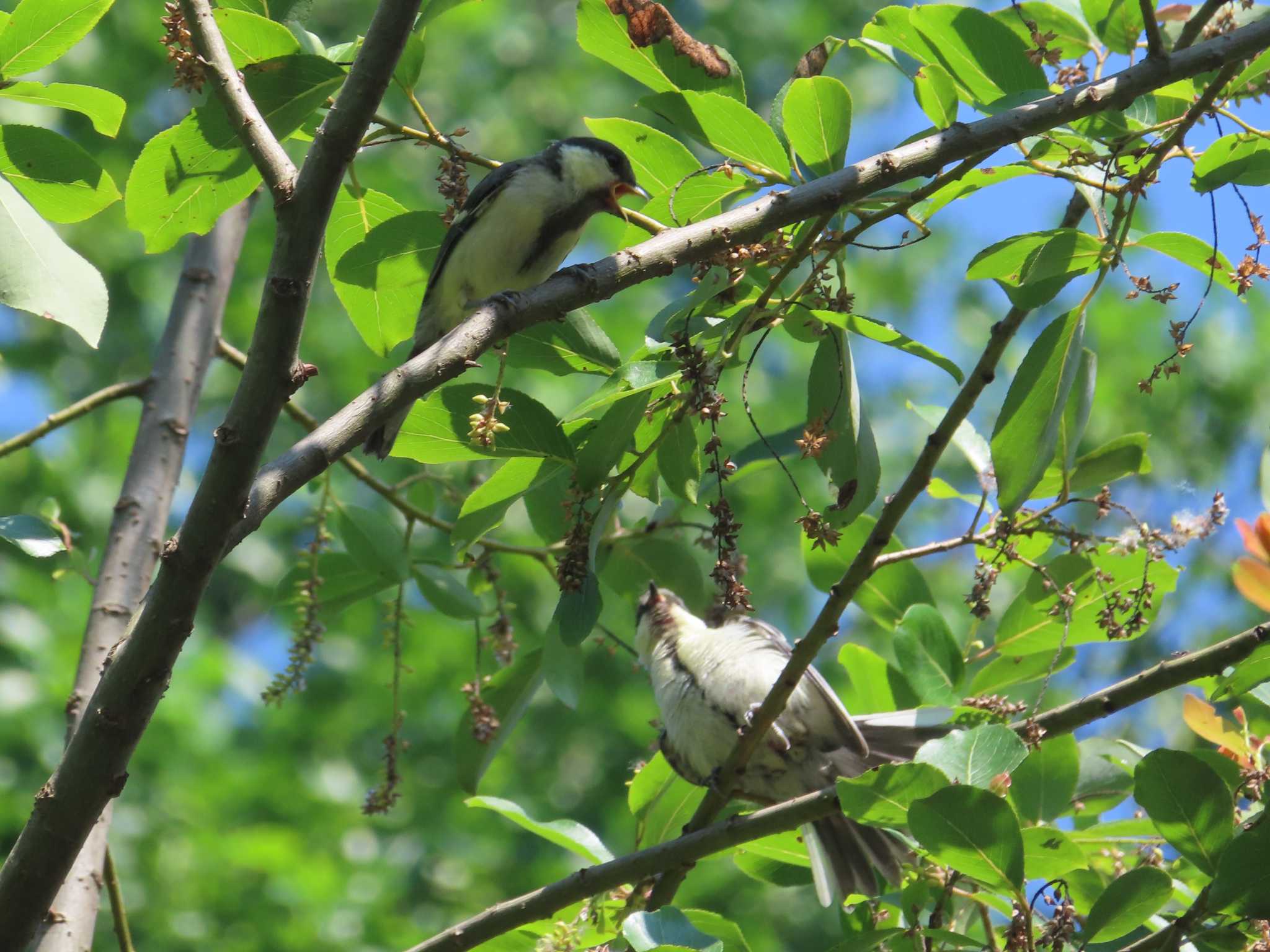 Japanese Tit