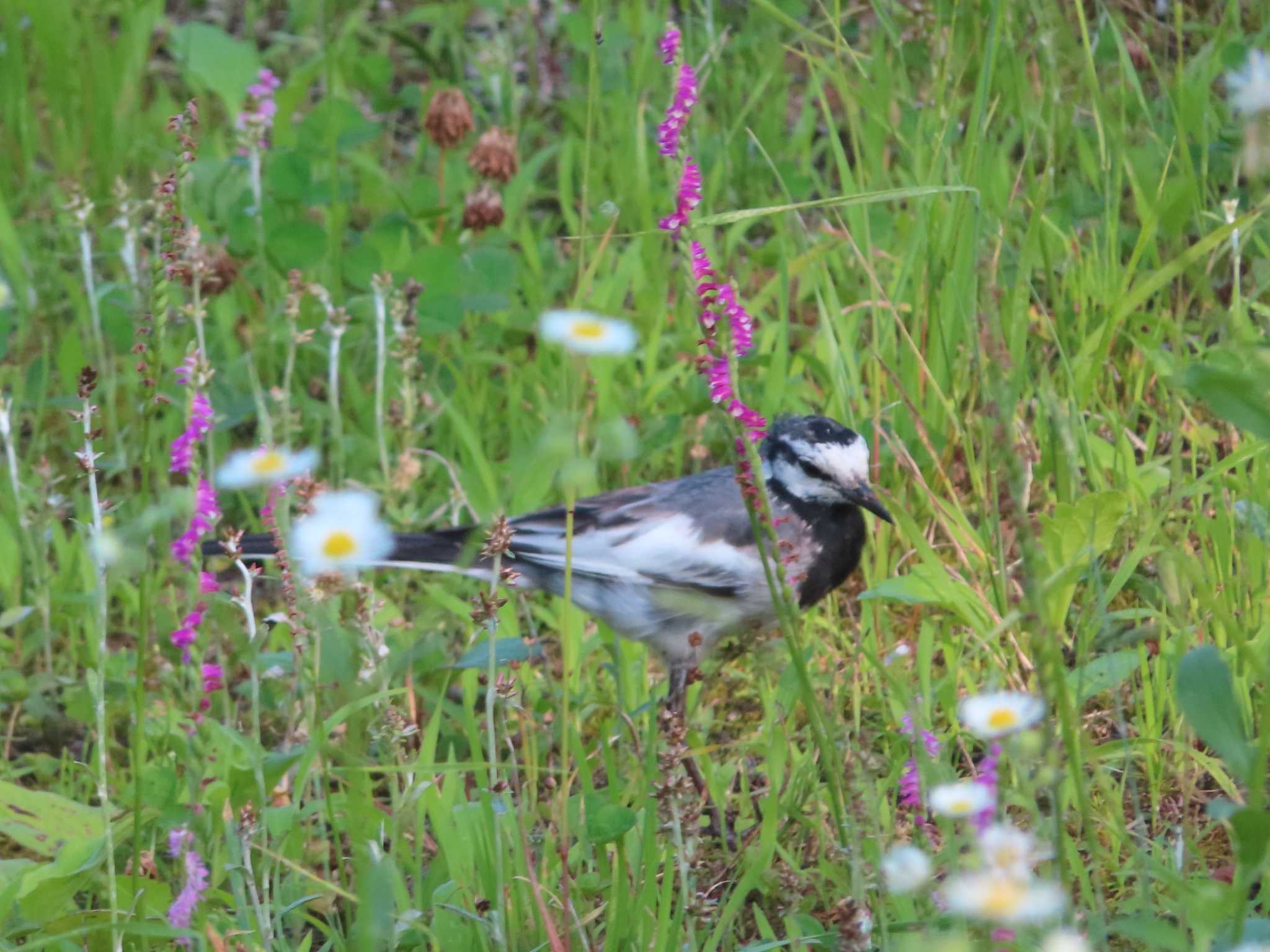 White Wagtail