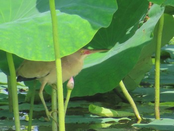 Sat, 7/17/2021 Birding report at 大沼(宮城県仙台市)