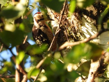 Great Spotted Woodpecker Mt. Yatsugatake(neaby Pension Albion) Sun, 7/18/2021