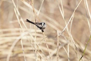 エナガ びんぐし川 2017年3月30日(木)