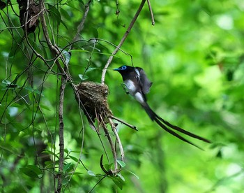 サンコウチョウ 東京都多摩地域 2021年7月16日(金)