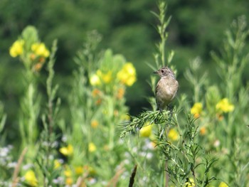 2021年7月18日(日) 十勝北部の野鳥観察記録